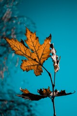 autumn leaves on the water