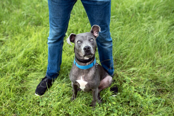 Gray american staffordshire terrier mix at the park on green grass