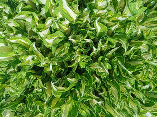 Background of white-green young hosta leaves. Top view.