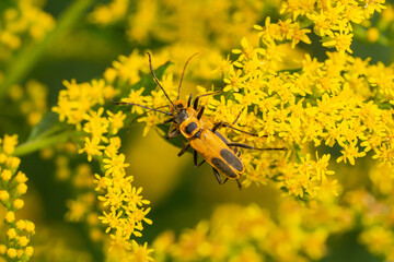 Goldenrod Soldier Beetles Mating on Goldenrod