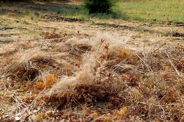 Bunch of dry pant stick in farm