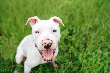 White American Staffordshire terrier puppy standing on grass