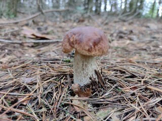 mushroom in the forest © Przemysaw