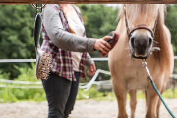 horse grooming: Close-up of a horse mane brush, the owner brushing the horse is seen in the...