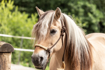 Portrait of a norwegian fjord horse