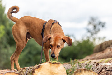 Portrait of a brown short-haired mongrel dog on a stack of wood