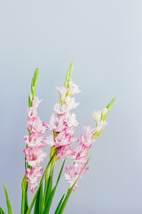 flowers pink gladiolus gray background