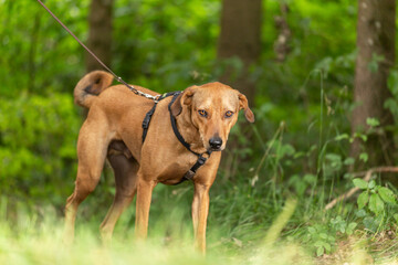 A chestnut brown dog on a dog leash going for a walk on a forest track
