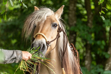 A person feeding a norwegian horse with grass