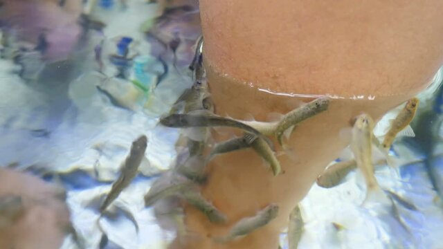 Aquarium with Red Garra Rufa fish also known as Nibble or Doctor Fish. Spa treatment and attraction for tourists. Garra Rufa fish skin care with natural peeling and massage. Damaged areas on skin. 4 k