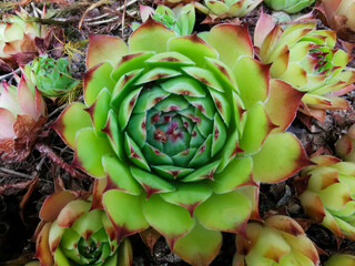 The flower is young (Lat. Sempervivum) or stone rose top view on a sunny day.