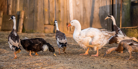 Group of geese walking around yard and garden