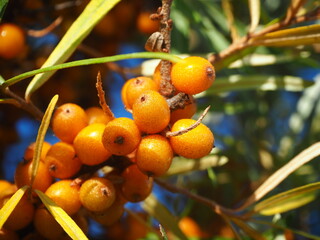 Sea berries bring many health benefits. Closeup of ripe yellow fruits of a sea buckthorn 
