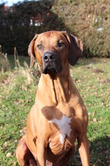 Rhodesian Ridgeback