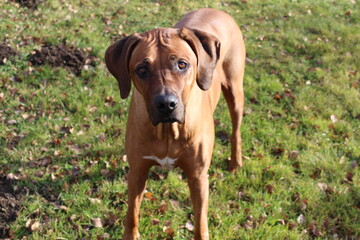 Rhodesian Ridgeback 