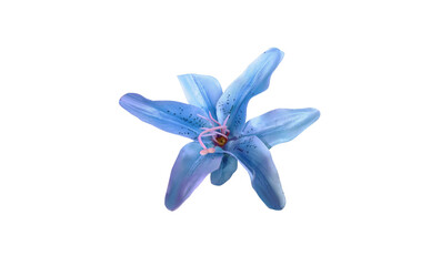 Top view, Single blue lily flower isolated on white background for design or advertising produck, summer floral blooming, nature plants