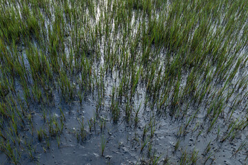 Abundant tiny crabs among green salt marsh grasses in very shallow water, South Carolina coast,...
