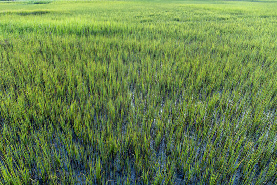 Background of green salt marsh grasses viewed from above, Mount Pleasant South Carolina, horizontal aspect