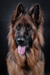 Young long haired German Shepherd