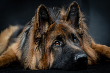 Young long haired German Shepherd