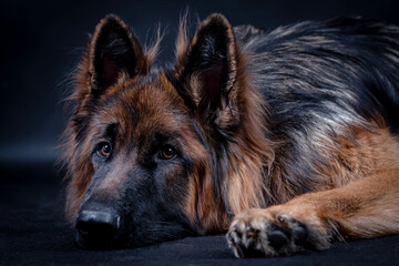 Young long haired German Shepherd