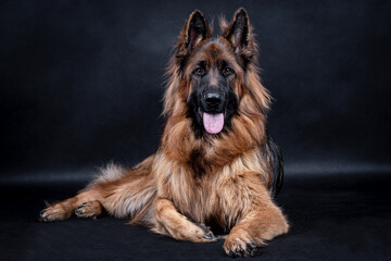 Young long haired German Shepherd