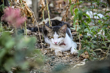 Obraz premium verletzte Katze