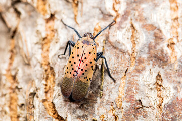  Lycorma delicatula, Lycorma delicatula is a planthopper and infesting