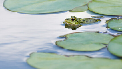 Teichfrosch © C. Schüßler