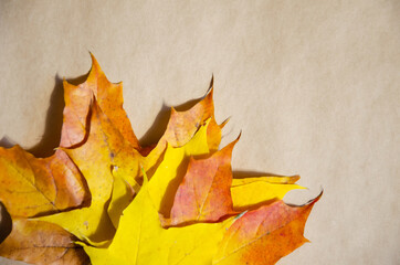Close-up colorful maple leaves isolated on beige paper background. Autumn concept. Yellow, orange, brown leaves of maple tree with copy space. Autumn season foliage.