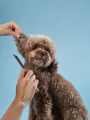poodle hairstyle. The girl is combing the dog. Pet grooming. Animal on a blue background