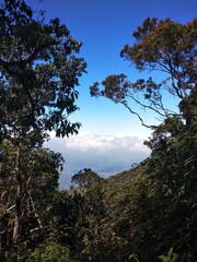 Obraz premium trees and sky