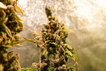 fresh harvest of marijuana. Recreational marijuana cultivation in the world.