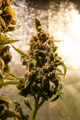 Cannabis buds clode-up. Medical strains for support mental health.