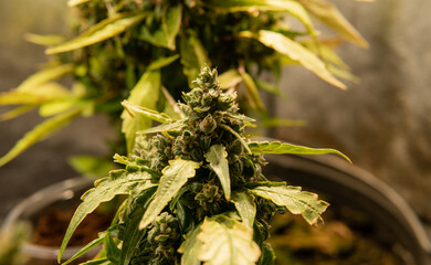 Cannabis buds clode-up. Medical strains for support mental health.