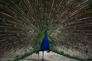 Obraz premium the peacock bird fluffed its tail. a peacock eats from a human hand. big beautiful bird