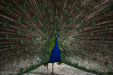 Fotobehang the peacock bird fluffed its tail. a peacock eats from a human hand. big beautiful bird © Сергей Мешков