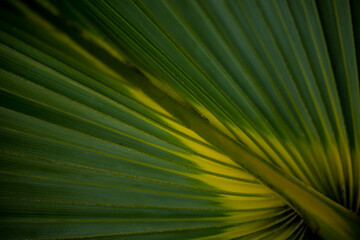 palm leaf in macro on a green background. background texture screensaver