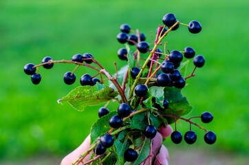 A bouquet of black cherry berries in your hand