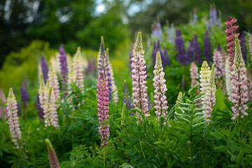 beautiful summer wildflowers on a cloudy day with blurred background and free space for text