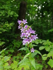 bellflower in the garden