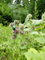 close up of a beatle on a branch