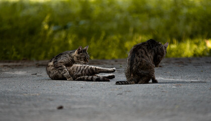 Obraz premium Two cats