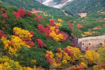 カラフルに色づいた秋の高山の林
