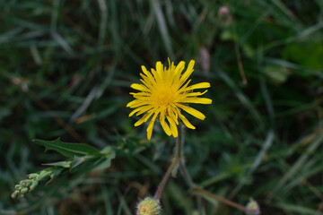 yellow dandelion flower