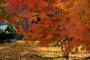紅葉のモミジとカラフルな落葉
