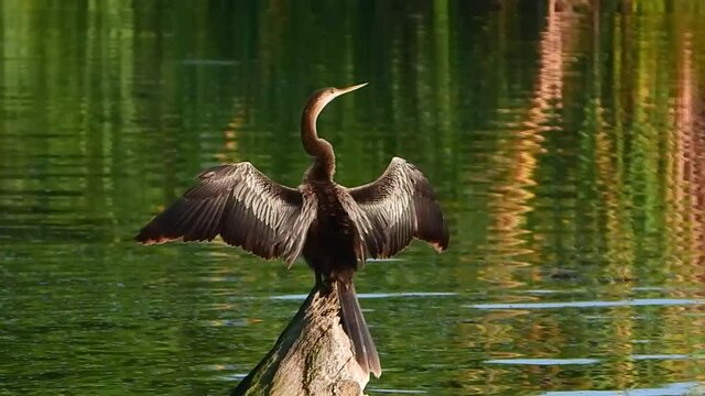 Anhinga drying its wings over the water