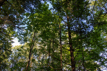 Fototapeta premium green trees in the forest with blue sky and sun