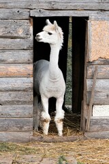 Neugieriger Blick - Ein Lama in einer Stalltür © Thomas