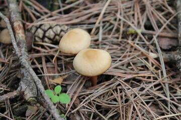 mushrooms in the forest
